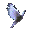 Flying Silver Dove